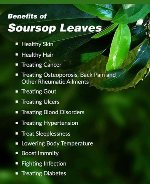 Benefits of Soursop Leaves